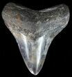 Colorful, Fossil Megalodon Tooth - South Carolina #50485-1